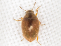 Simplocaria semistriata
